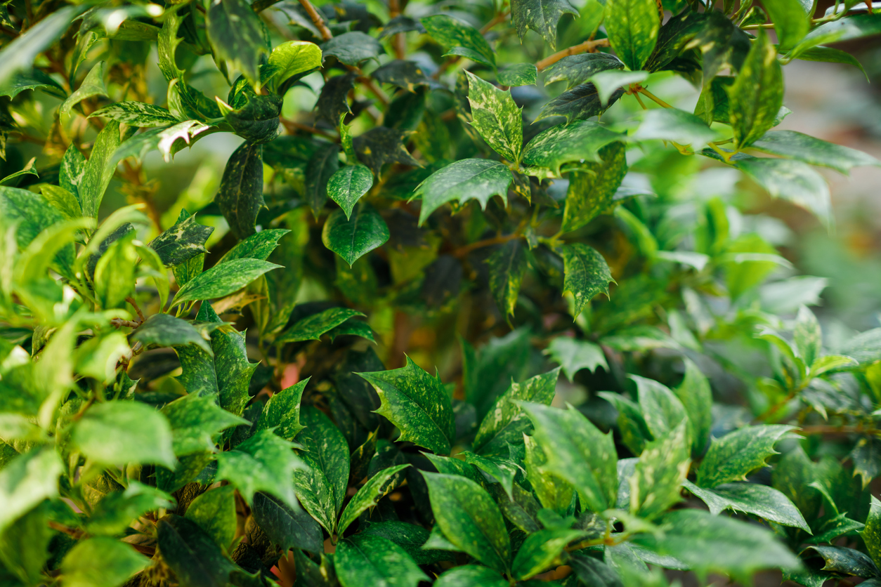 Close up view of Variegatus Osmanthus tree in botanical garden