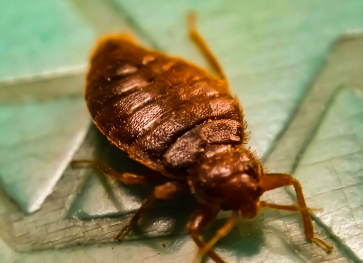 Beware of These 14 Pests That Only Come Out at Night