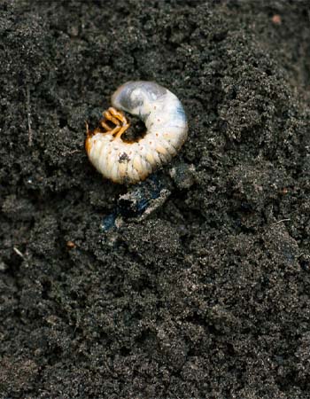 Grub Damage vs. Fungus