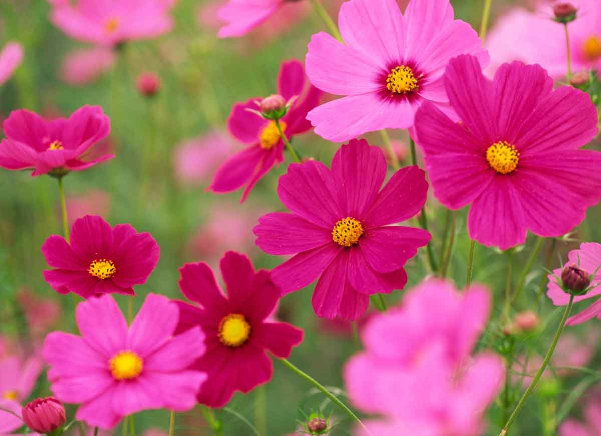 14 Long-Lasting Flowers for Your Yard