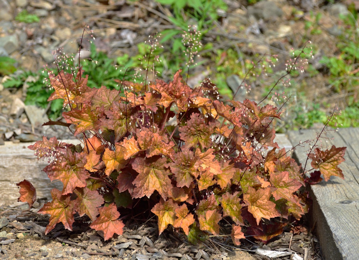 39 Plants You’ll Love If You Hate Fall Yard Work