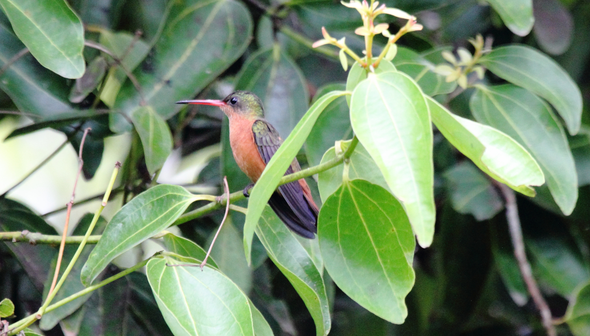 types de colibris