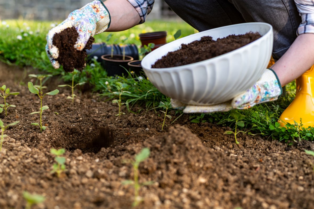 A-person-wearing-garden-gloves-adds-humus-from-a-bowl-to-a-garden.