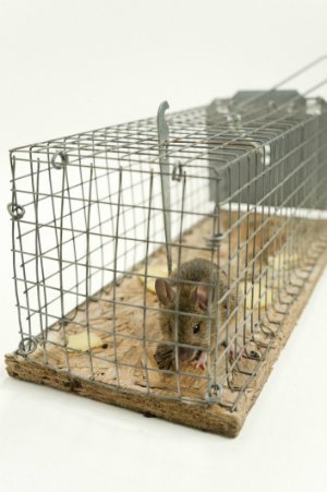 Comment attraper une souris dans un piège sans mise à mort