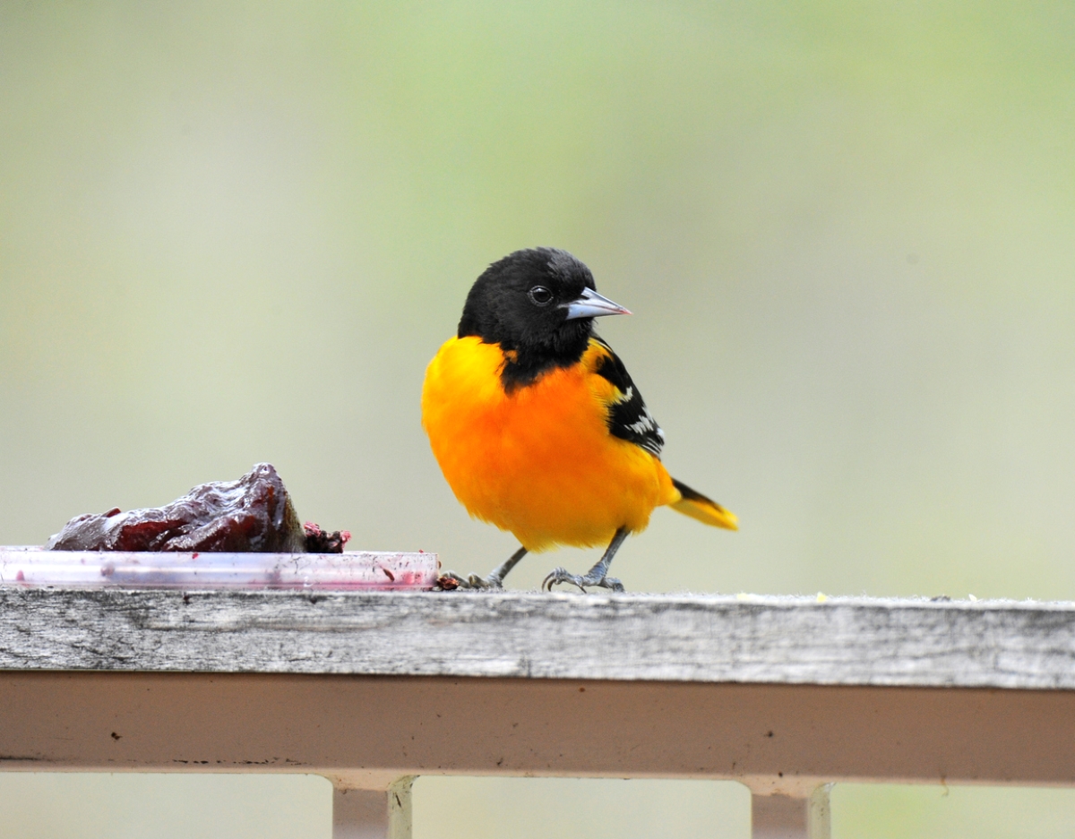 Black and orange bird eating grape jelly