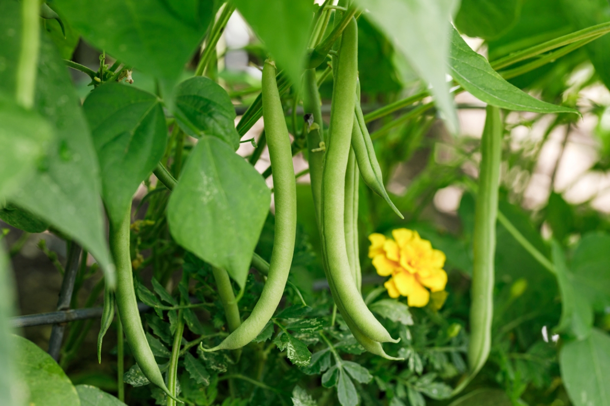 Bush beans growing in garden