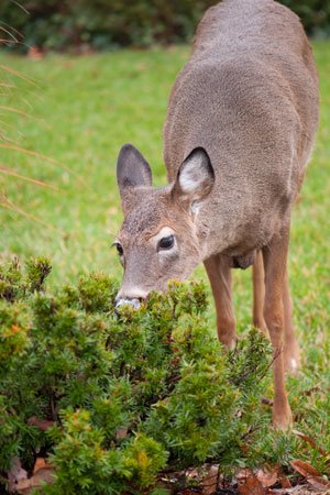 How to Make and Use Homemade Deer Repellent