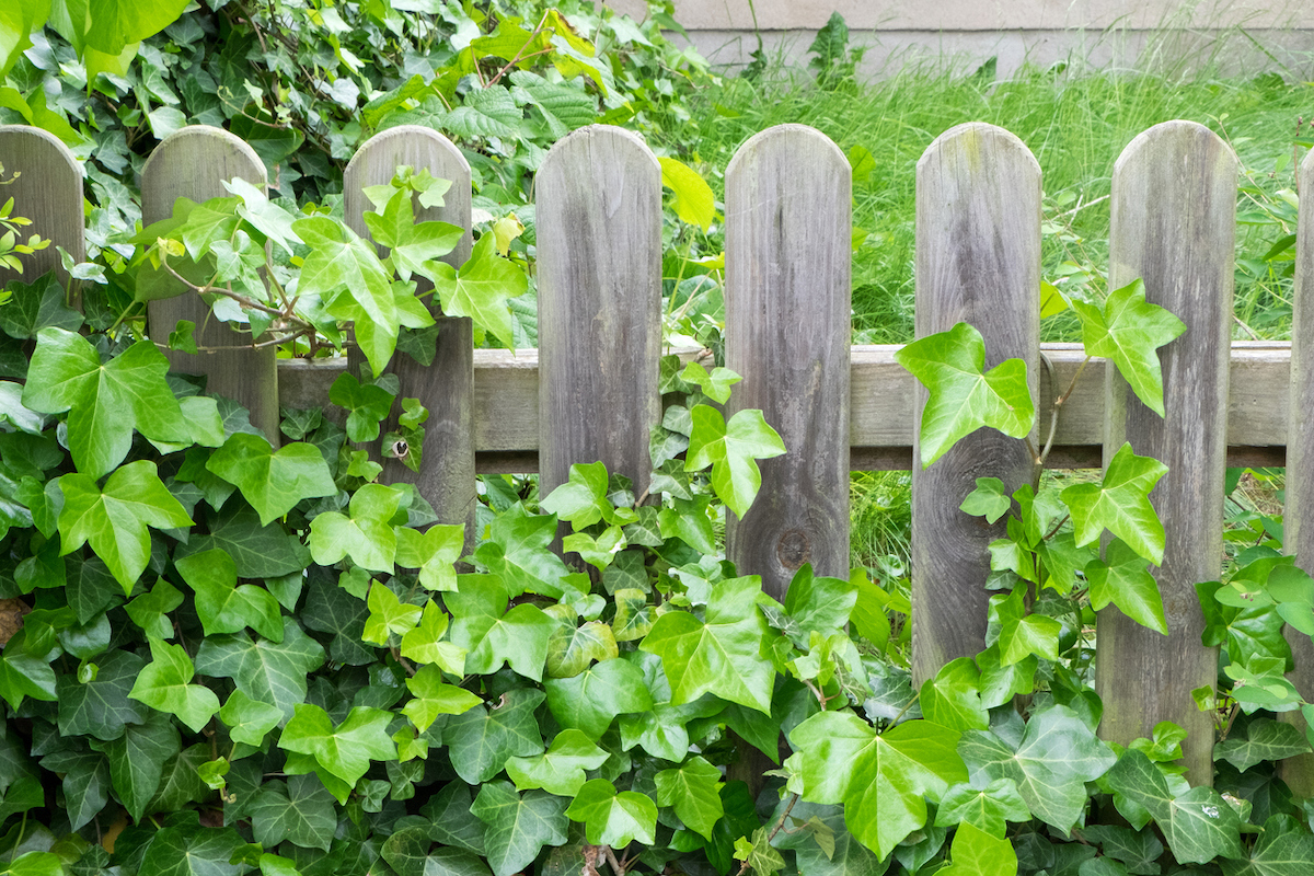 woodland garden weathered wood fence