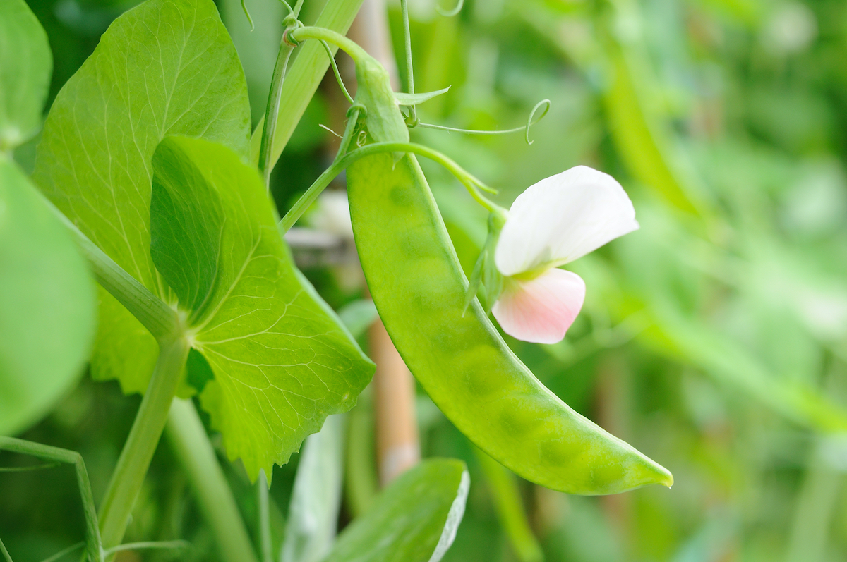 comment cultiver des pois