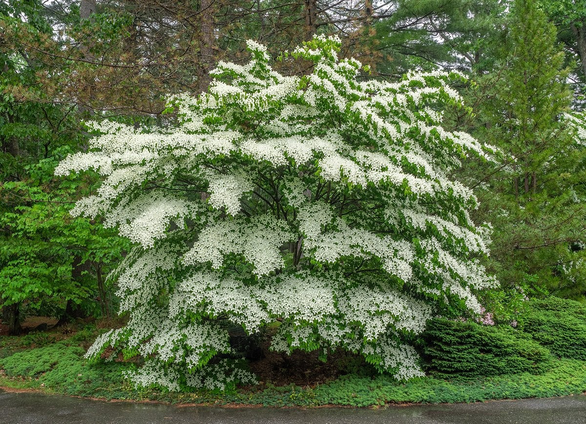 14 Best Plants for Under Trees