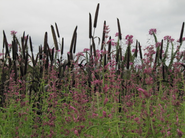 fleurs d'été