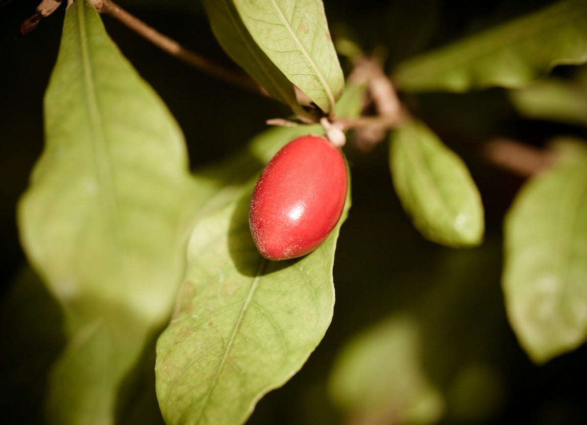 10 Indoor Fruit Trees You Can Grow at Home Year-Round