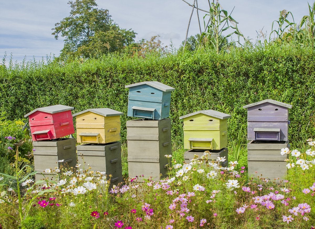 Miel fait maison : comment garder des abeilles dans votre propre jardin