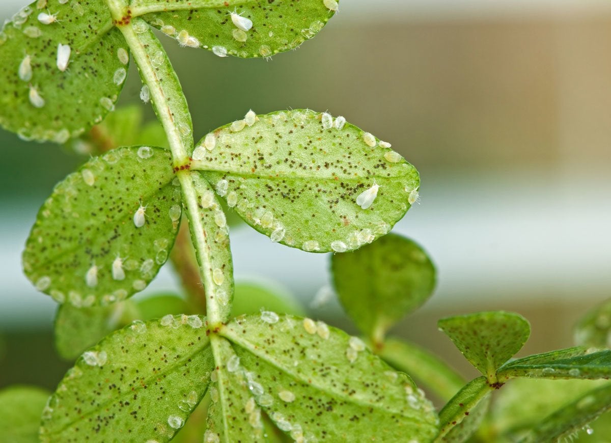 11 Reasons Your Houseplants Are Dying