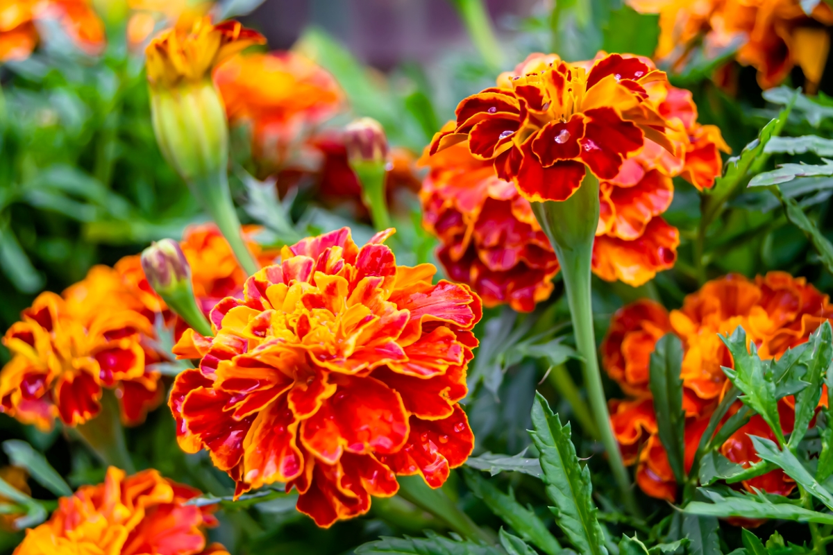 Marigold flowers