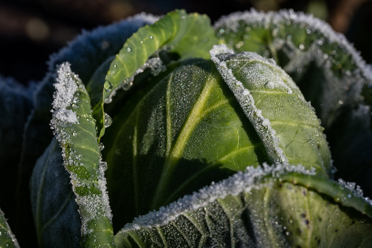 Frost on a cabbage in a fall vegetable garden with companion plants.