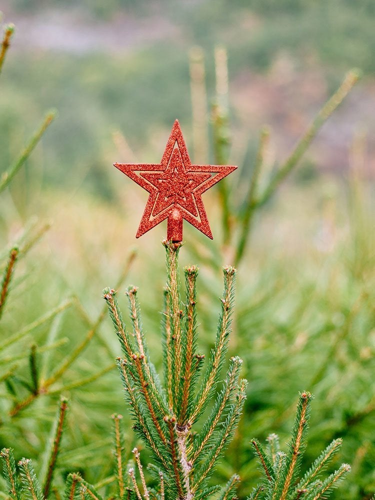 20 Surprising Stories Behind Popular Christmas Decorations