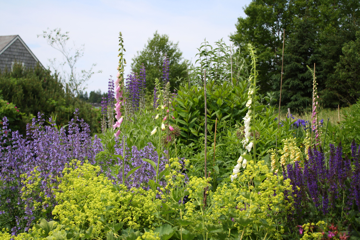 Lupin dans un jardin de fleurs sauvages sur la côte du Maine