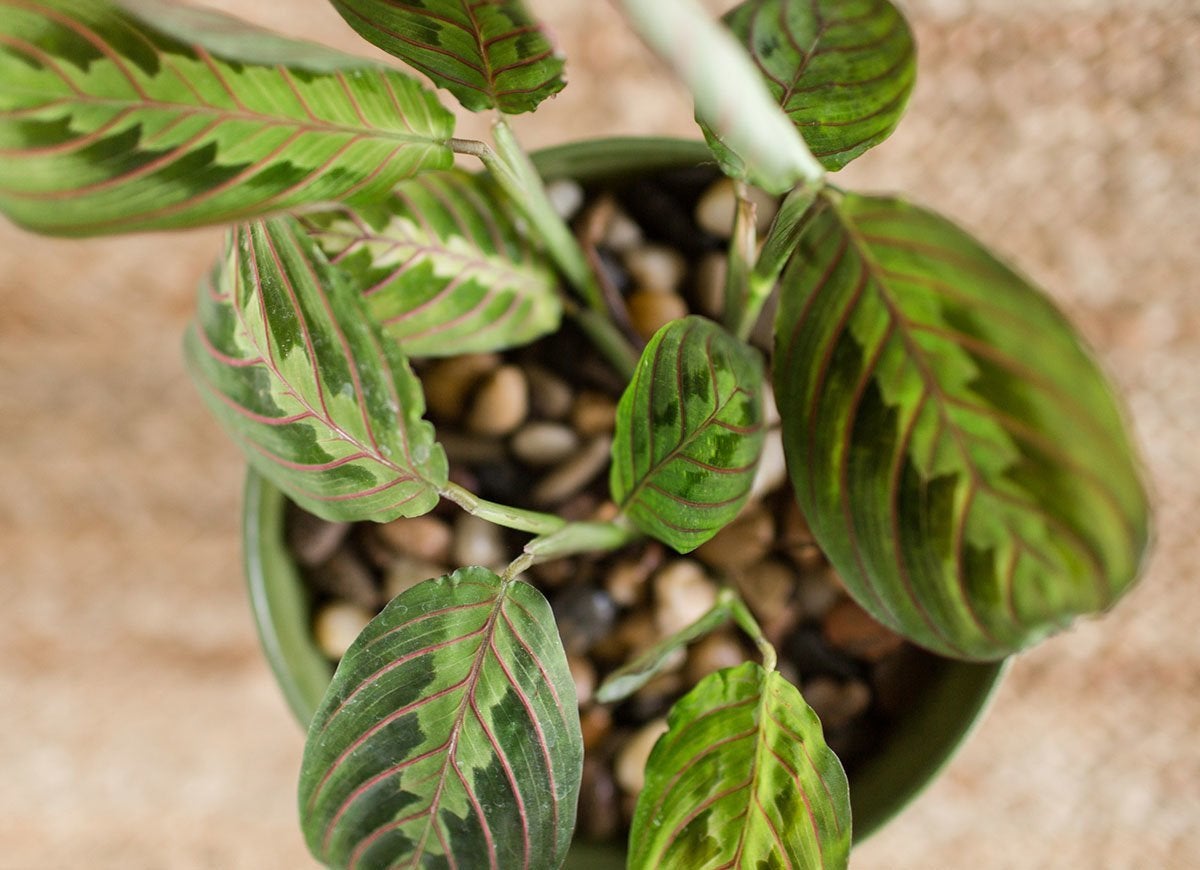 Count On These 25 Indoor Plants for Easy Color Year-Round