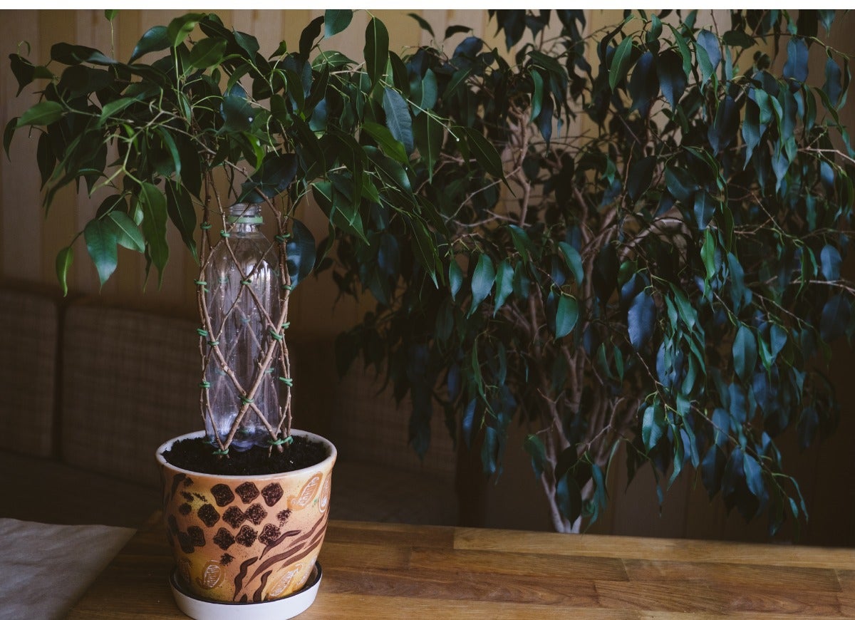 10 Trees That Tolerate Low Light Indoors