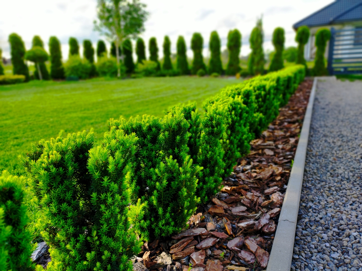 meilleurs arbustes pour le devant de la maison - bordure de haie d'ifs