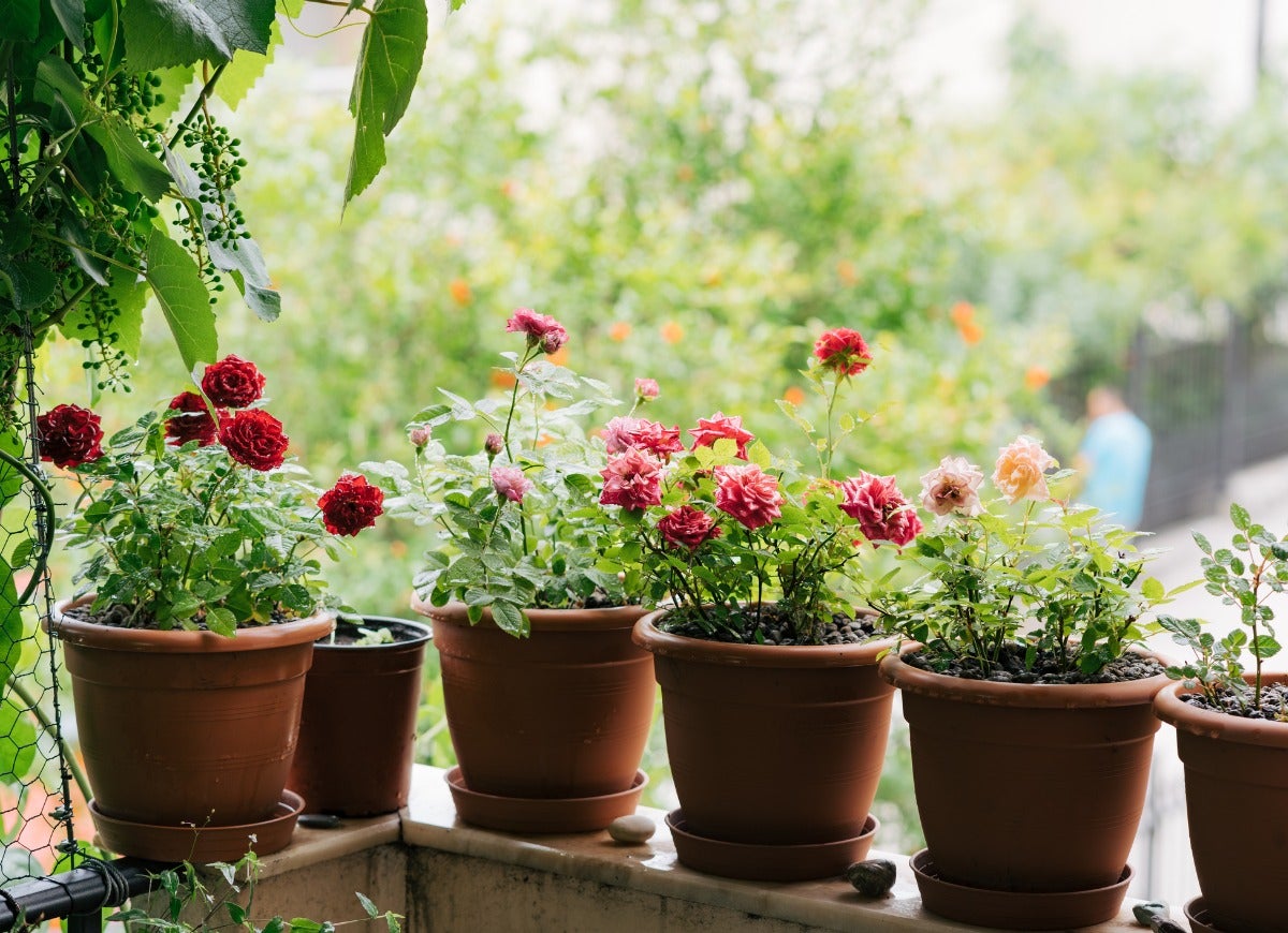 10 Brilliant Balcony Garden Ideas