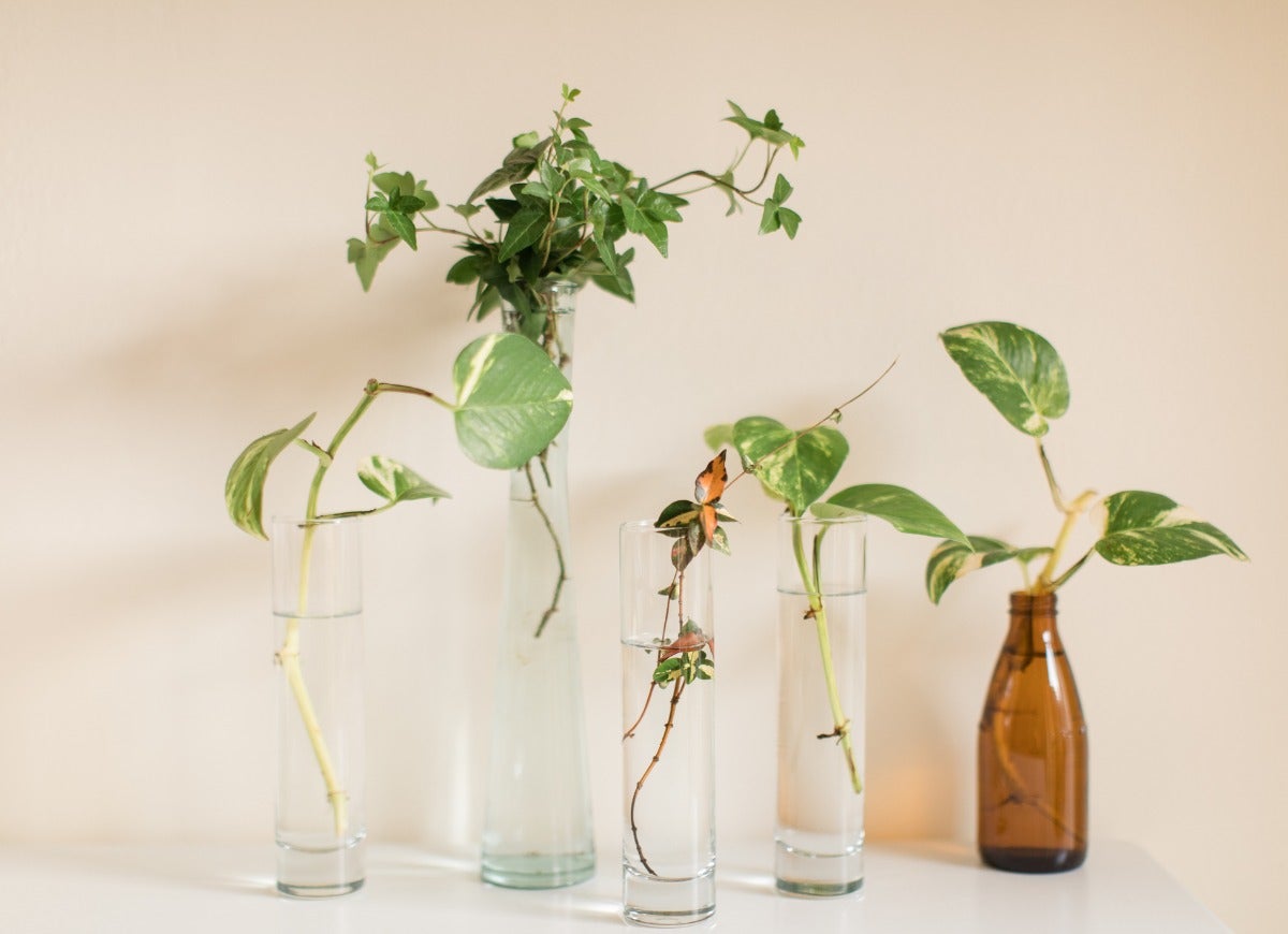 11 Indoor Gardening Projects Absolutely Anyone Can Do