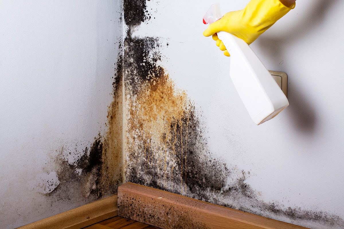 What Should I Do if I Find Black Mold