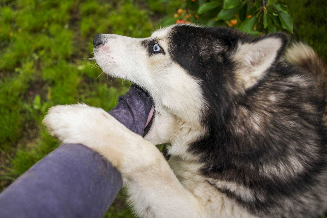 Does Having a Dog Deter Burglars Guard Dog May Stop an Intruder