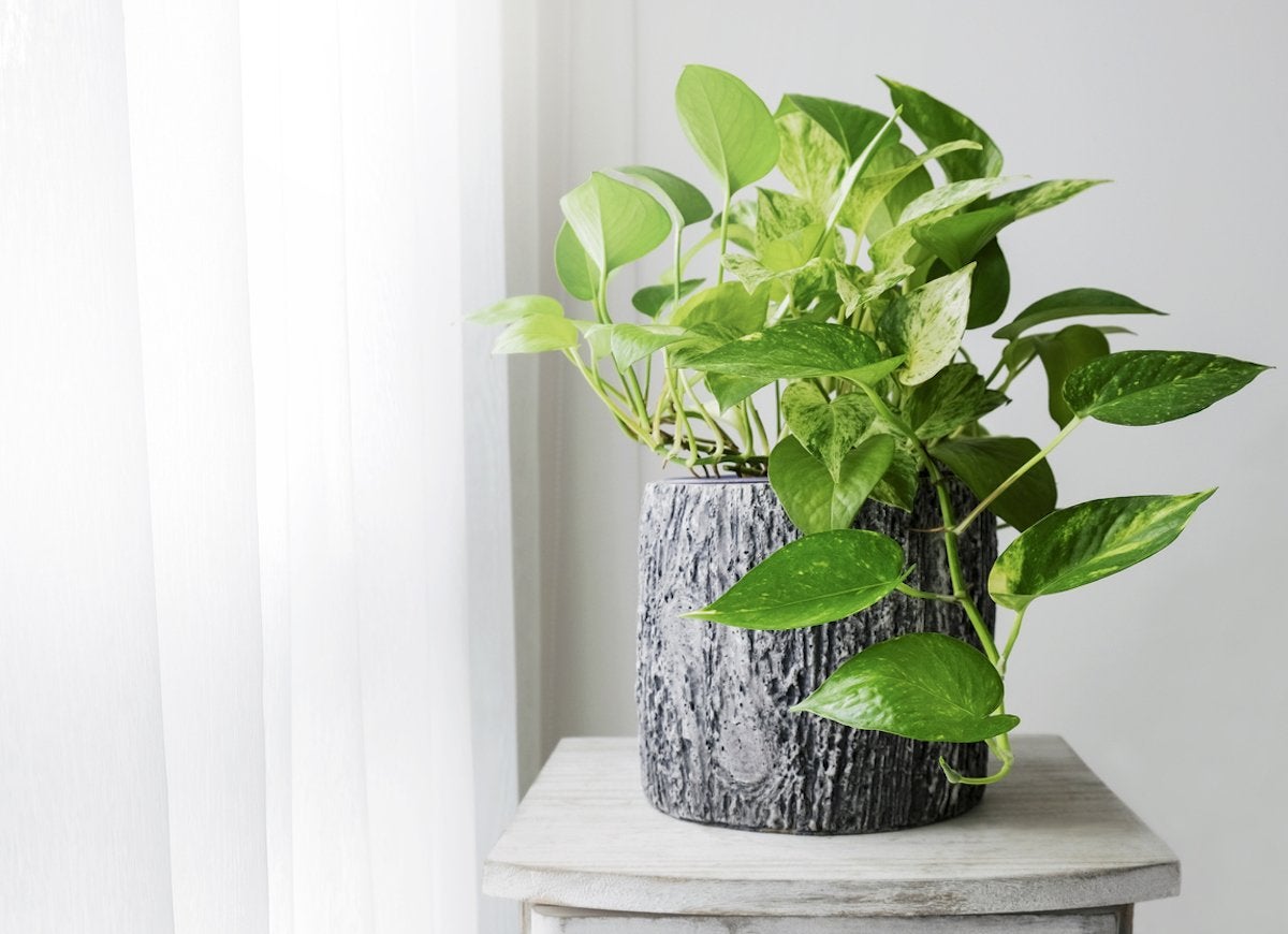 These Are the Most Popular Houseplants in America