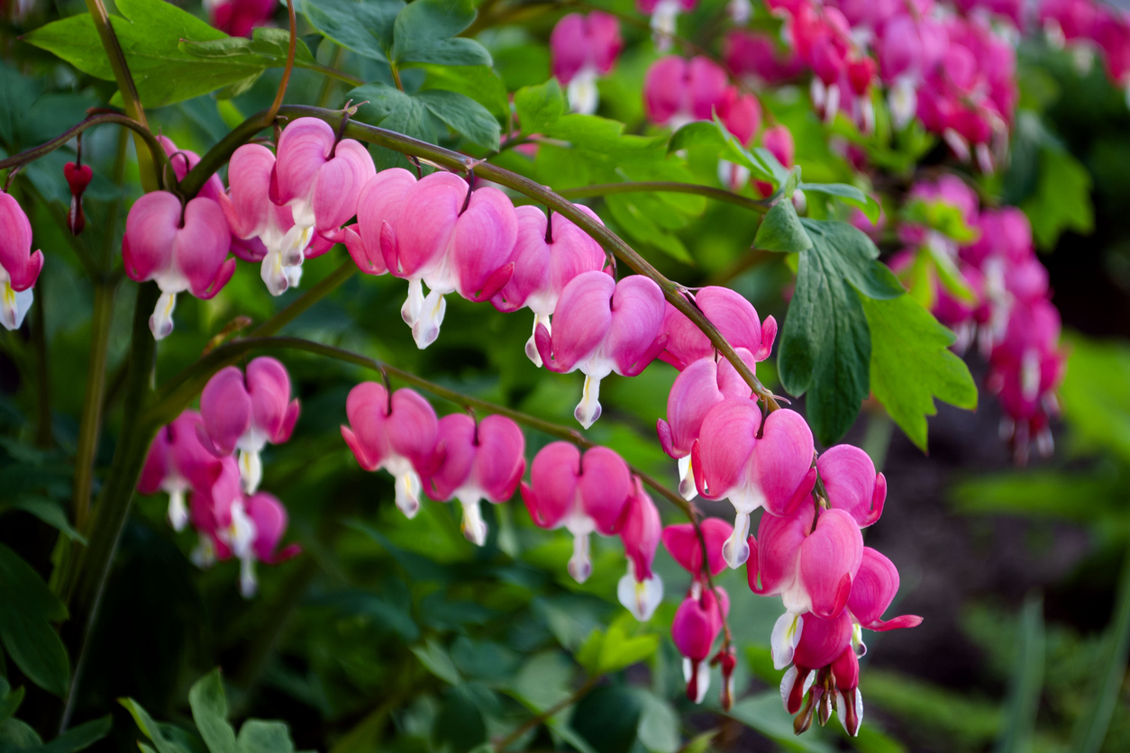 Bleeding Heart flowers growing on a bush outdoors.