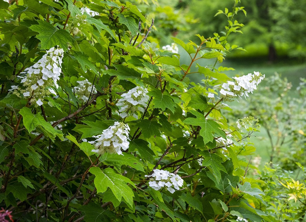 14 Best Plants for Under Trees