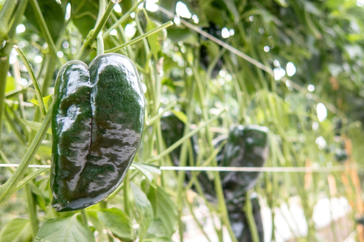 types de poivrons - poblano sur vigne