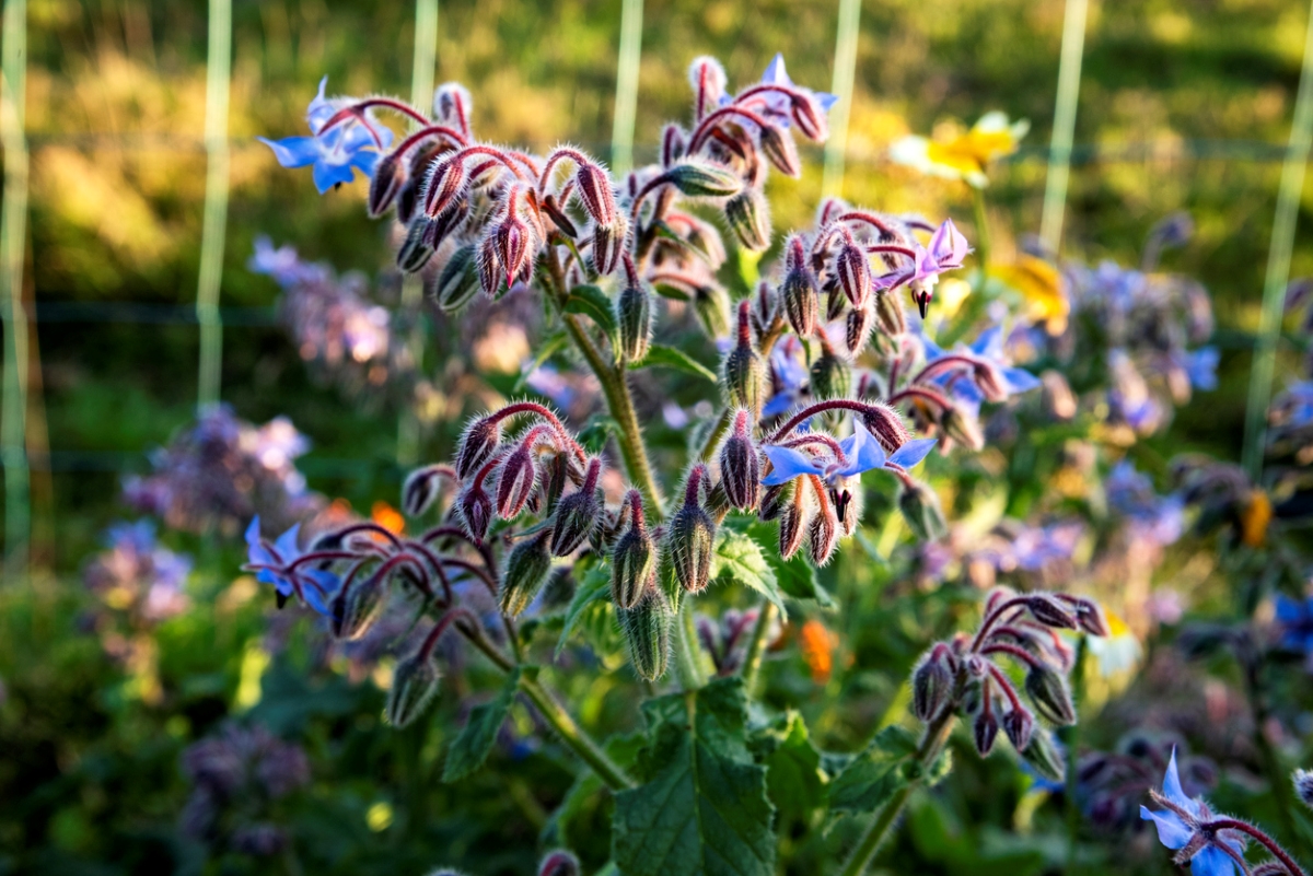 Blue borage flower plant growing in garden.