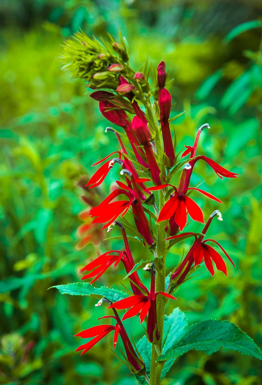 10 plantes de jardin pluvial qui peuvent aider à réduire le ruissellement