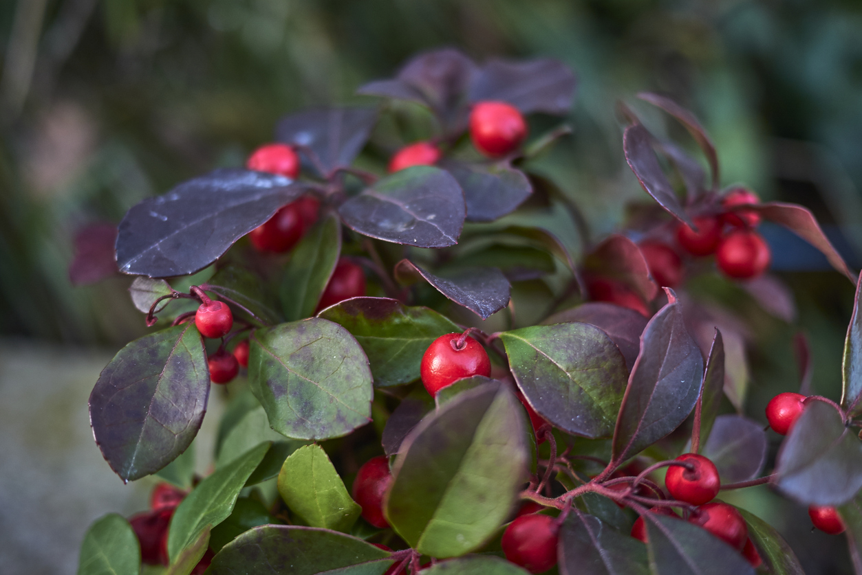 Gaultheria procumbens with fruit