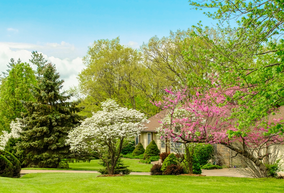 Various trees around home