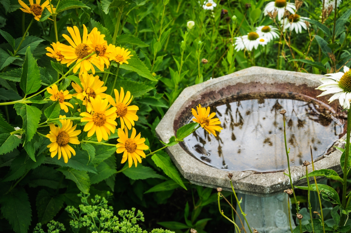 Yellow flowers near birdbath with standing water.