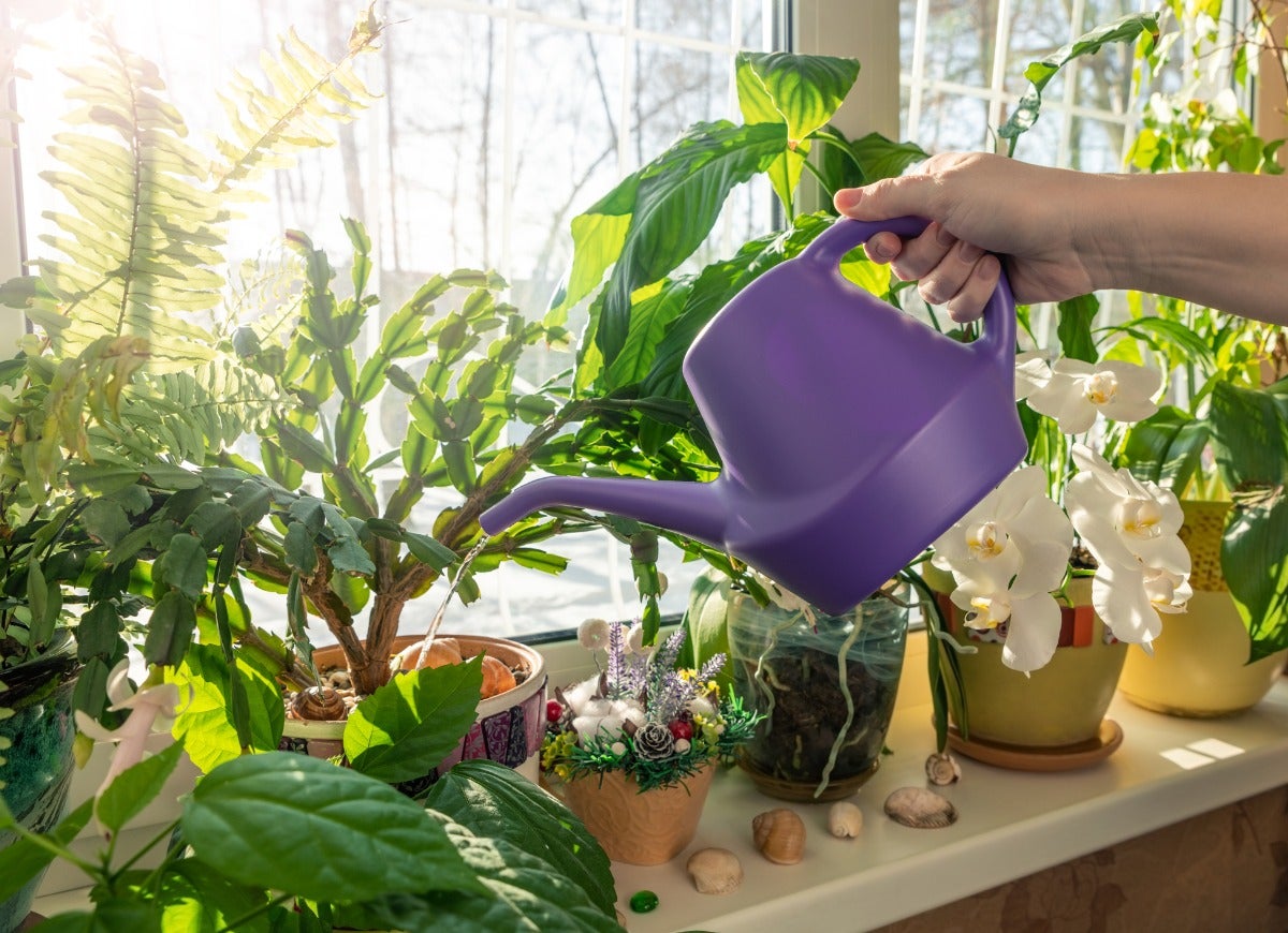 14 Symptoms of an Unhappy Houseplant (and How You Can Treat Them)