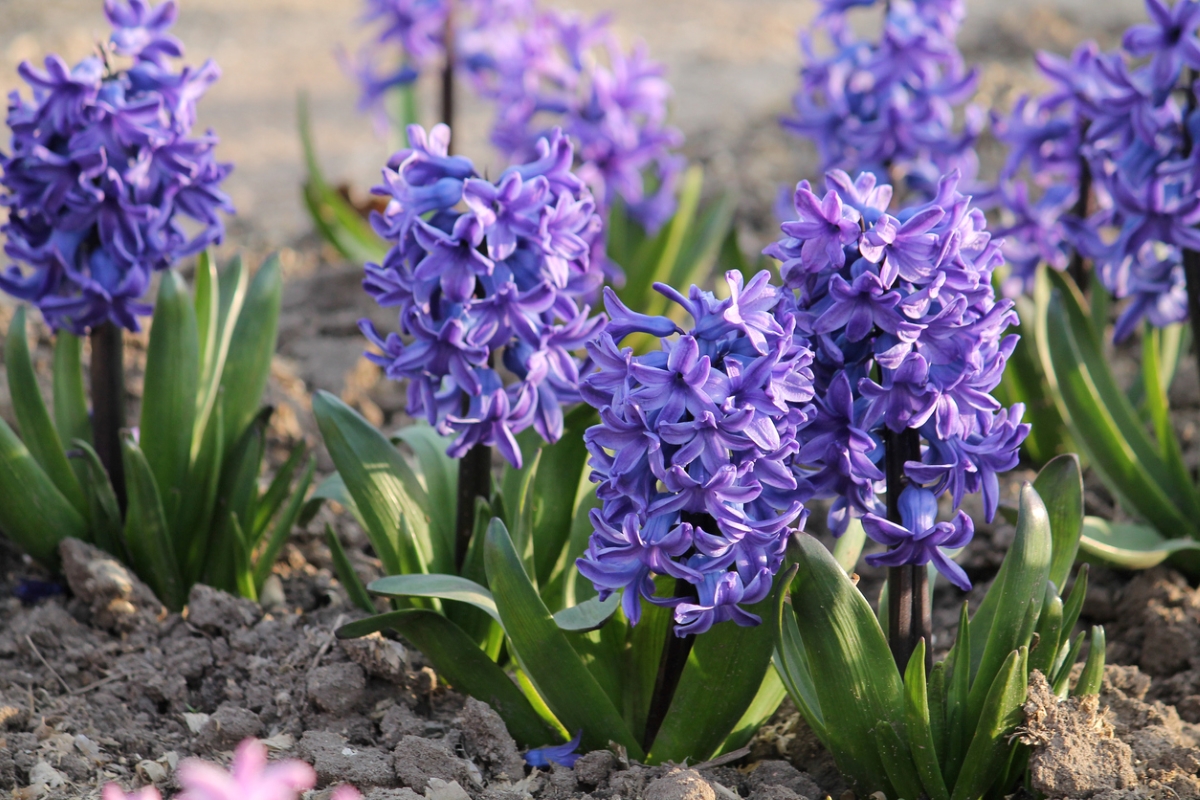 Blue hyacinth flowers