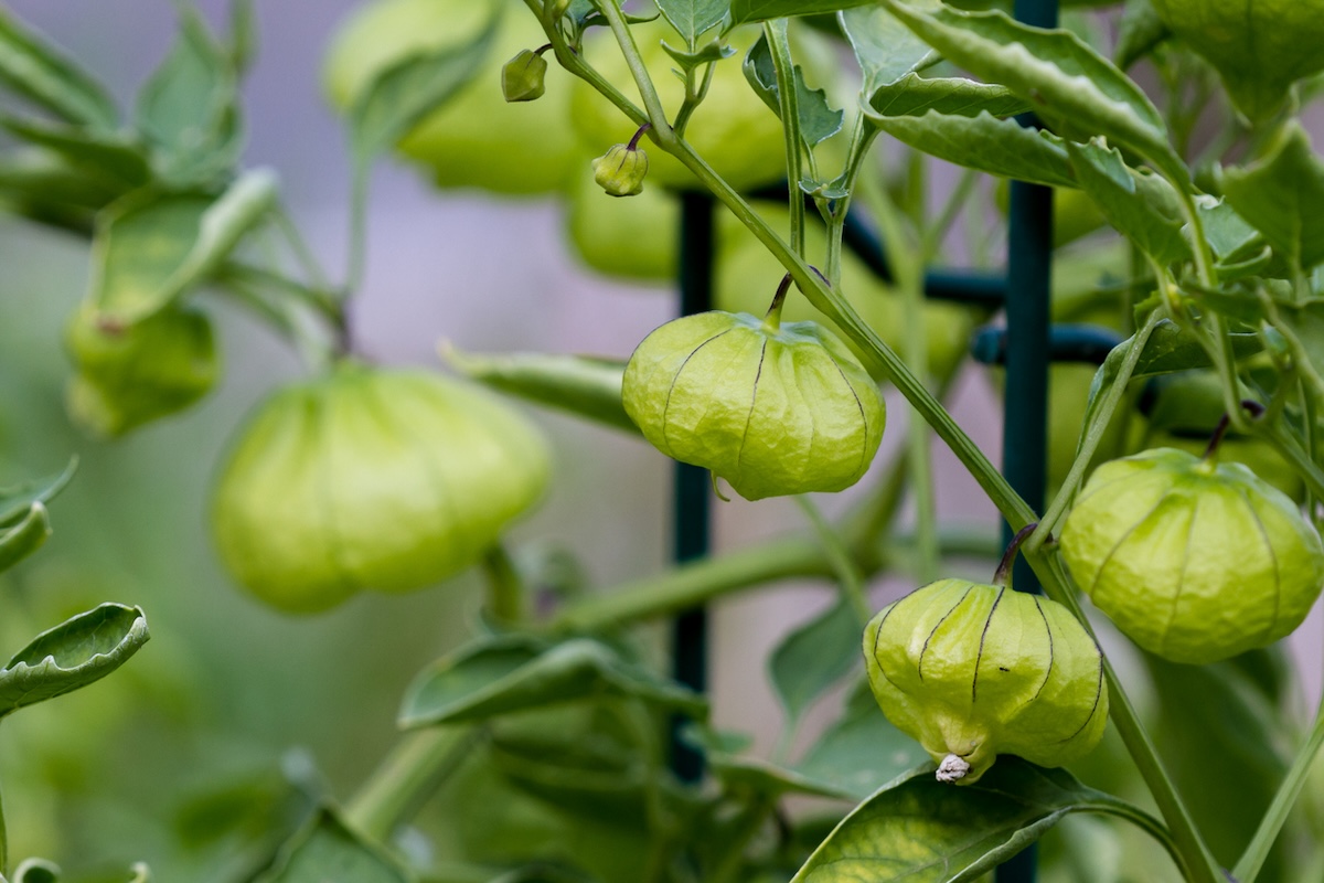 Closeup of tomatillo plant.