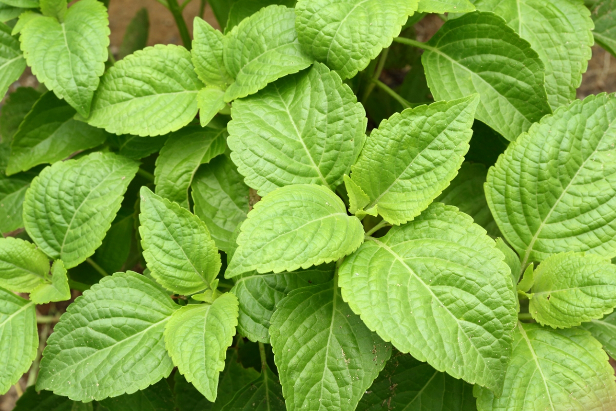 snake repellent plants clove basil