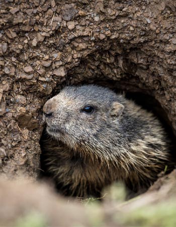 Coût de l'élimination des marmottes