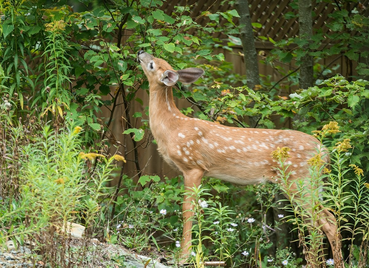 20 Tips for Keeping All Critters Out of Your Yard and Garden