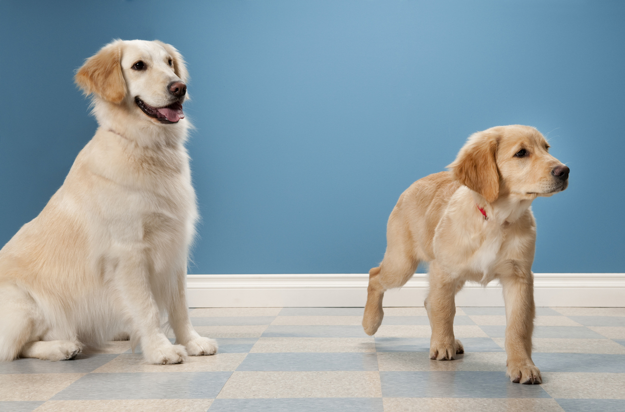 Mother and Daughter Golden Retrievers