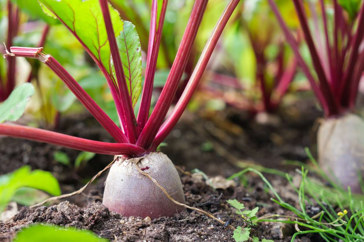 Betterave plantée dans le jardin.