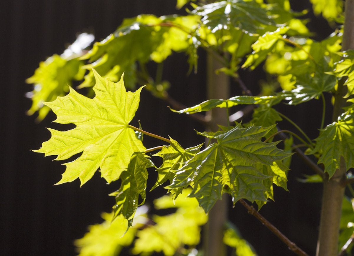 The 15 Worst Invasive Plants in America