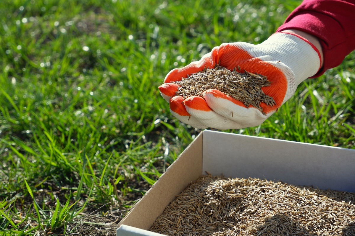 Hand with red gardening glove plants grass seed.