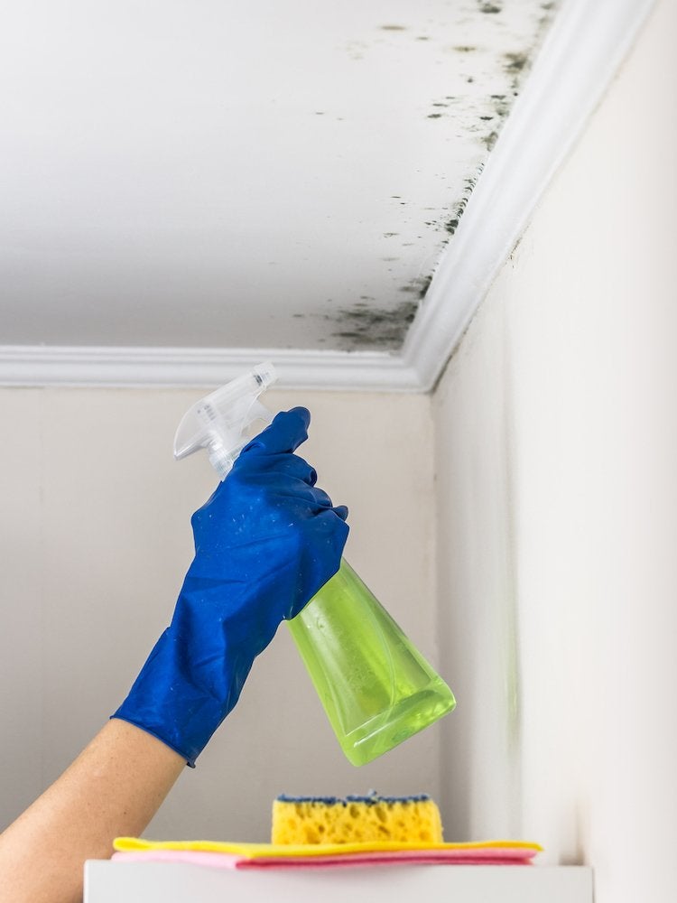 The Dark, Dirty Truth About Household Mold (And How to Rid Yourself of It)