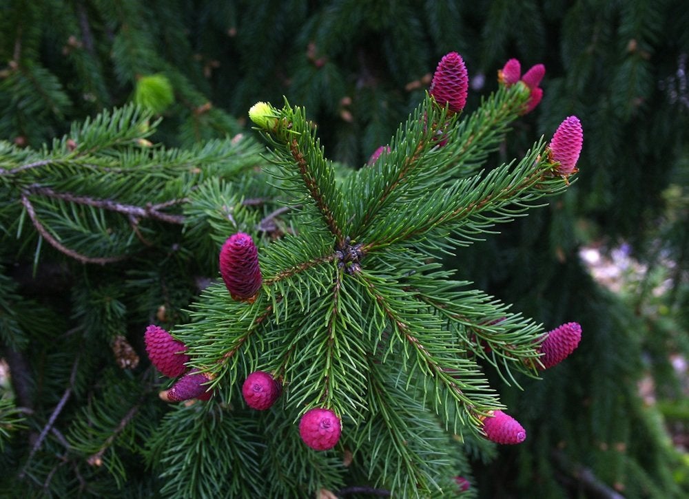 Liven Up Your Winter Porch with 8 Cold-Loving Plants